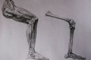 Скелет человека академический рисунок