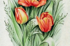 Тюльпаны цветными карандашами