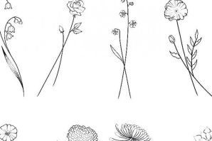 Цветы полевые рисунок карандашом