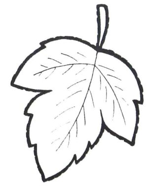 Раскраска березовый лист