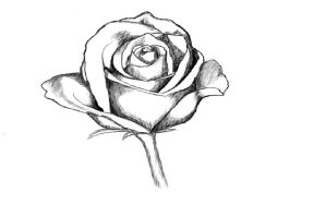 Роза нарисованная