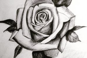 Рисунок розы для срисовки