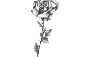 Черная роза эскиз