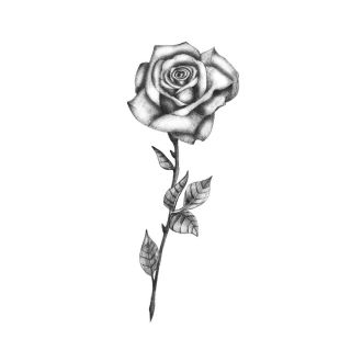 Черная роза эскиз