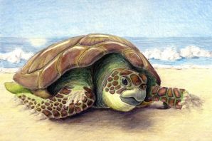 Нарисованная черепаха