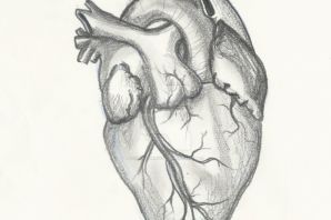 Сердце человека для срисовки