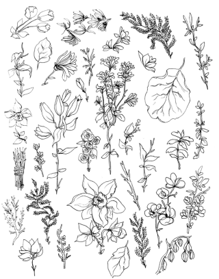 Раскраска виды растений