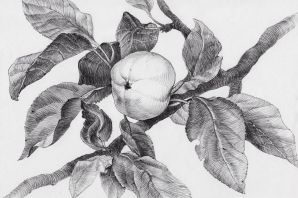 Яблоня рисунок карандашом