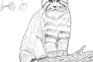 Кот баюн рисунок карандашом