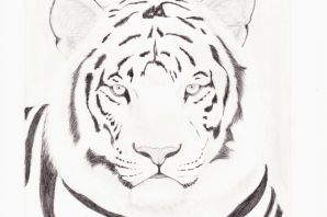 Рисунки тигра для срисовки