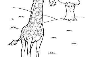 Жираф без пятен раскраска