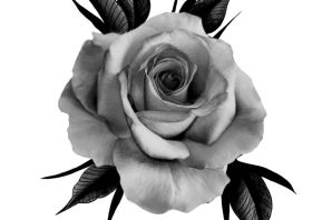 Черная роза рисунок