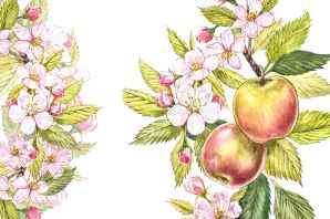 Ветка с яблоками рисунок