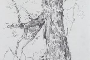 Рисунок коры дерева