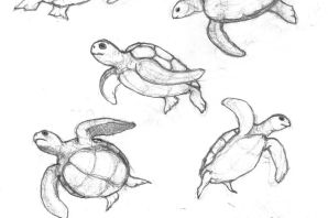 Рисунки черепахи для срисовки