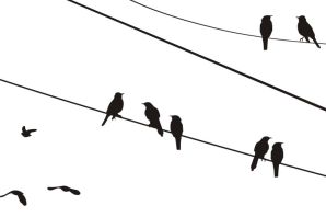 Птицы на проводах рисунок