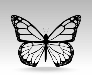 Бабочка векторный рисунок