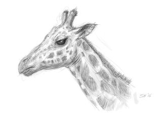 Голова жирафа рисунок