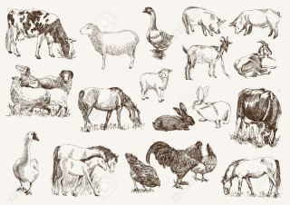 Графические зарисовки животных