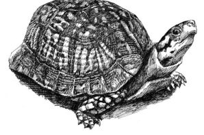 Панцирь черепахи рисунок