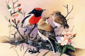 Красивые рисунки птиц