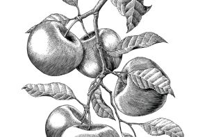 Рисунок черно белый яблоко