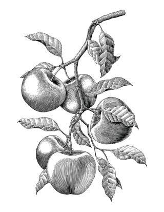 Рисунок черно белый яблоко