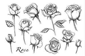 Роза рисунок карандашом простой
