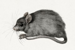 Полевая мышь рисунок