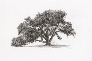 Нарисованное дерево карандашом