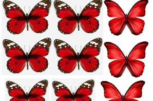 Бабочка красная рисунок