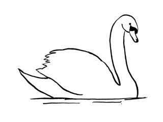 Лебедь для срисовки