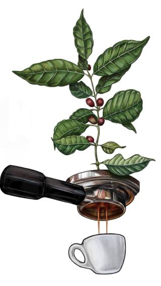 Кофейное дерево рисунок