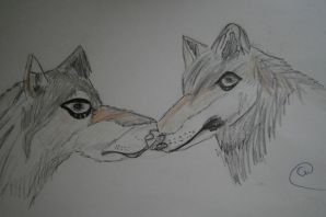 Рисунки волков для срисовки