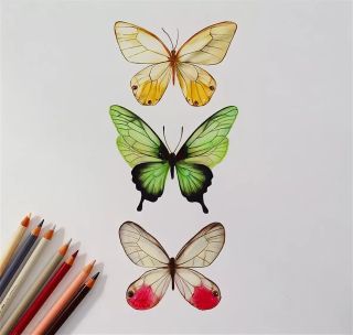 Бабочка рисунок легкий цветной