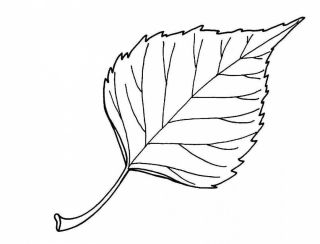 Полная раскраска листьев березы
