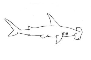 Акула карандашом для детей