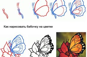 Бабочка на цветке для рисования