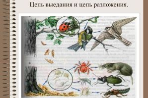 Связь между растениями и животными рисунок