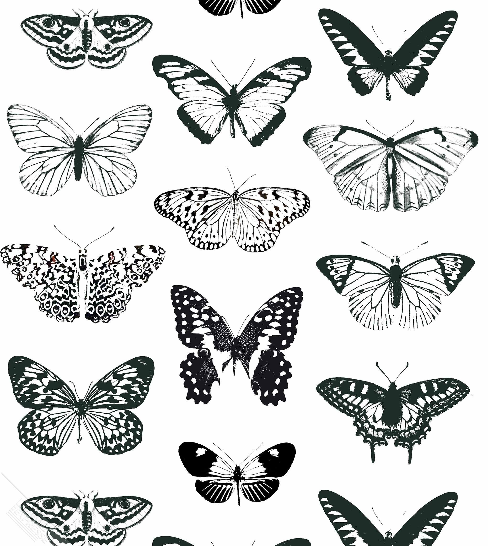 Распечатки бабочек черно. Татуировка бабочка эскиз. Бабочка тату эскиз. Зарисовка бабочки. Бабочки раскраска много.