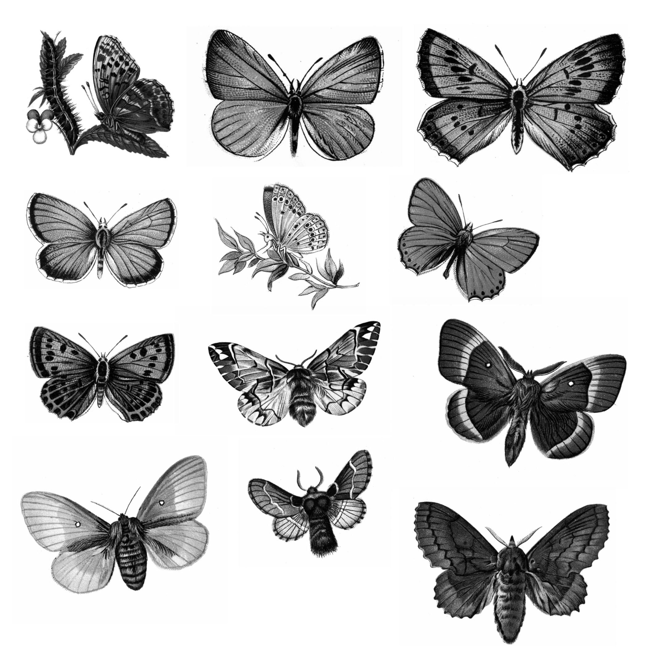 Распечатки бабочек черно. Бабочка рисунок. Бабочка эскиз. Бабочки рисунок черно белый. Бабочка черно белая.