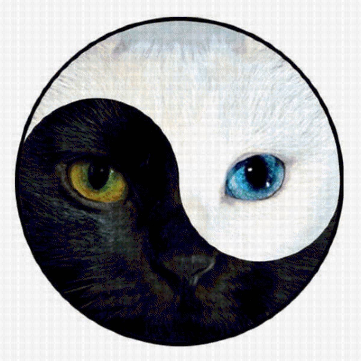Глаза кошки рисунок - 72 фото