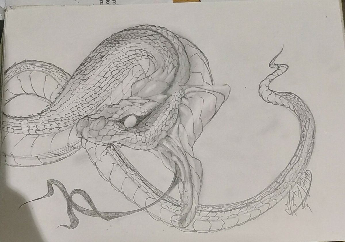 Змея нарисованная карандашом
