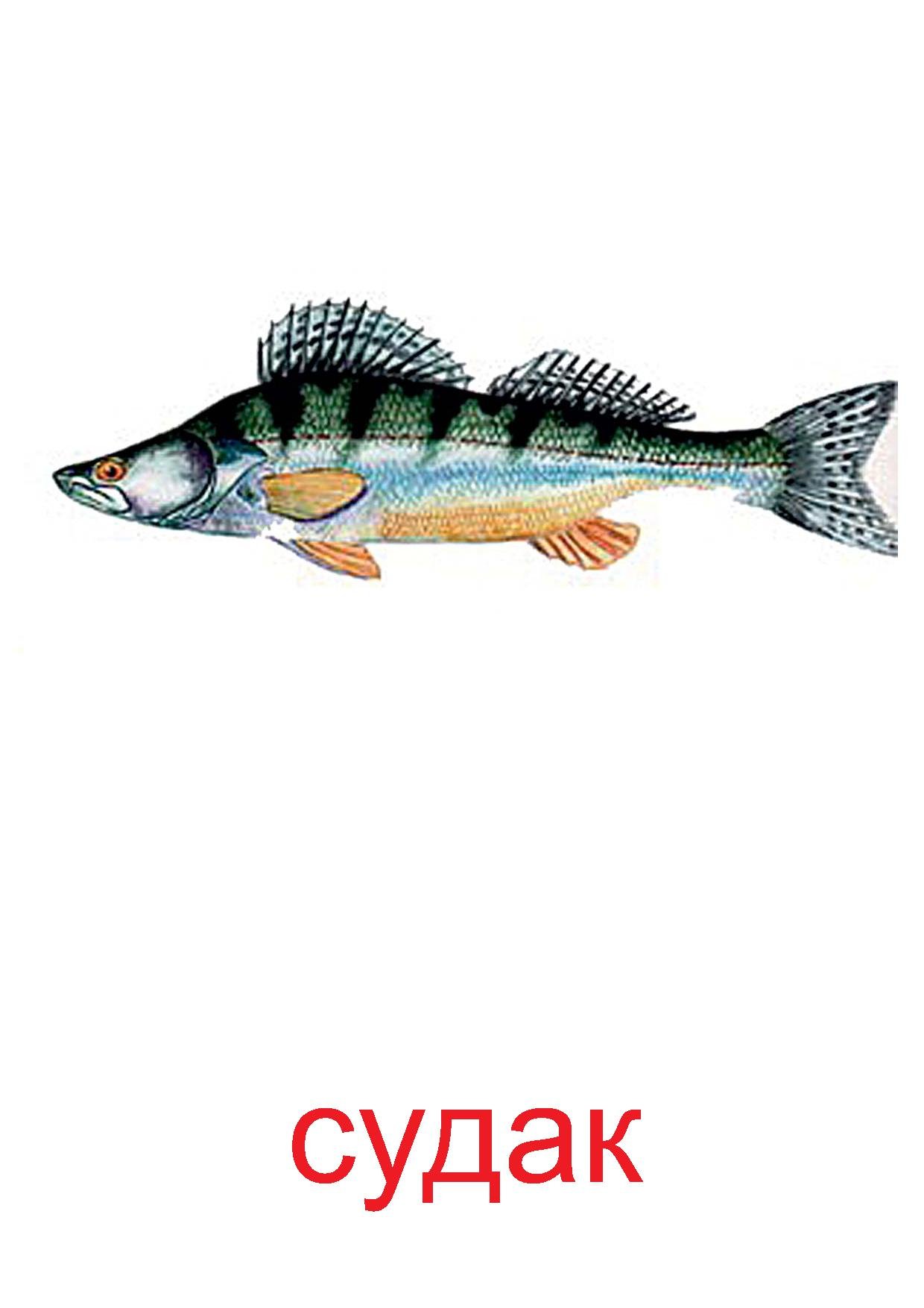 Картинка речные рыбы для детей. Речные рыбы для детей дошкольного возраста. Карточки с изображением рыб. Надпись Пресноводные рыбы. Название рыбы для дошколят.