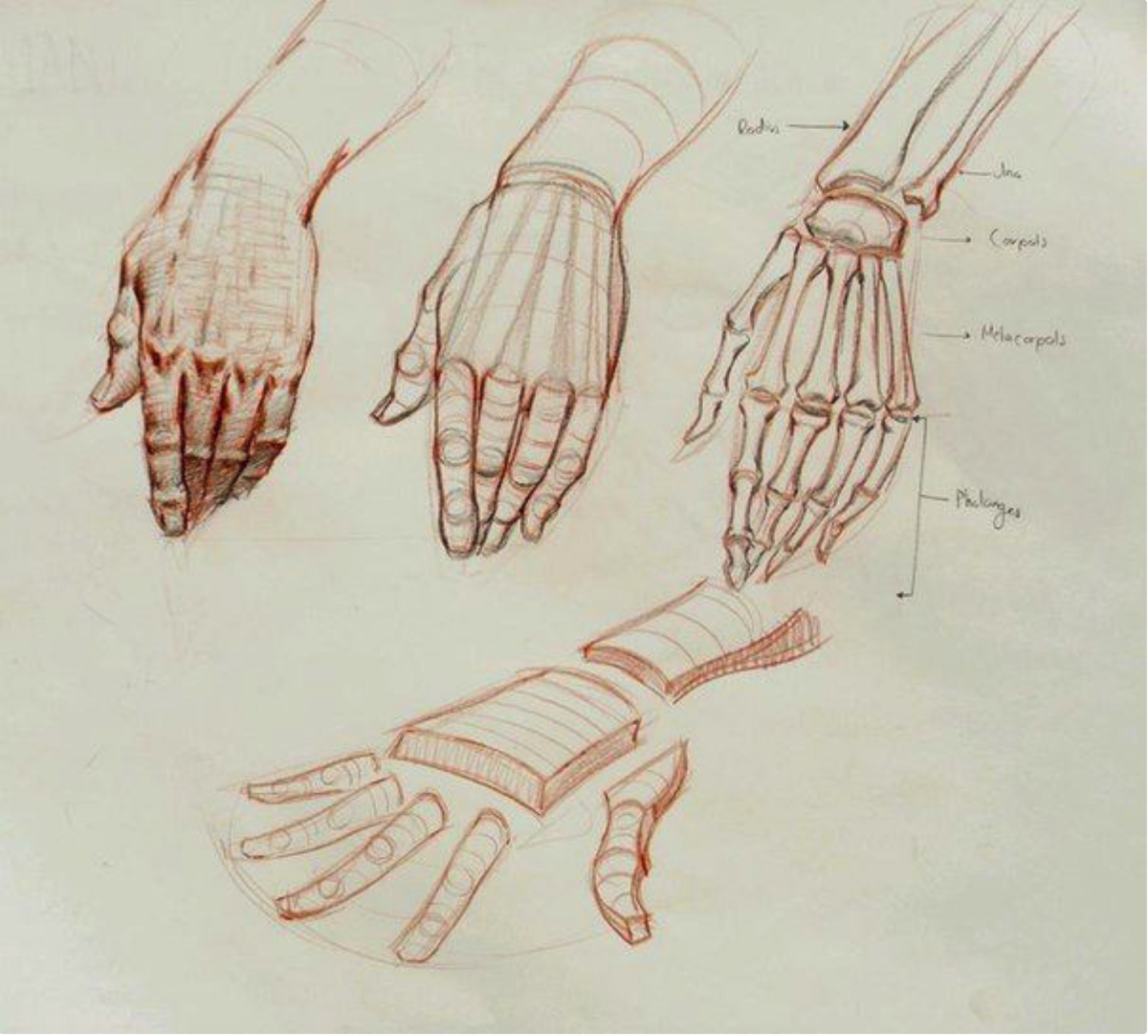 Развить кисти рук. Анатомия Баммес кисти рук. Анатомия кисти референс. Руки референс анатомия кисти. Скелет кисти руки человека референс.