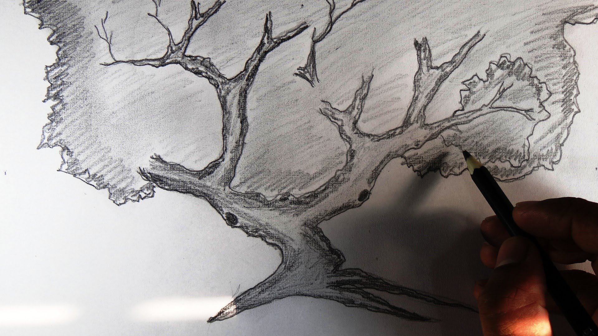 Как рисовать дерево. Дерево для рисования. Рисунки карандашом. Красивые рисунки карандашом. Дерево рисунок реалистично.