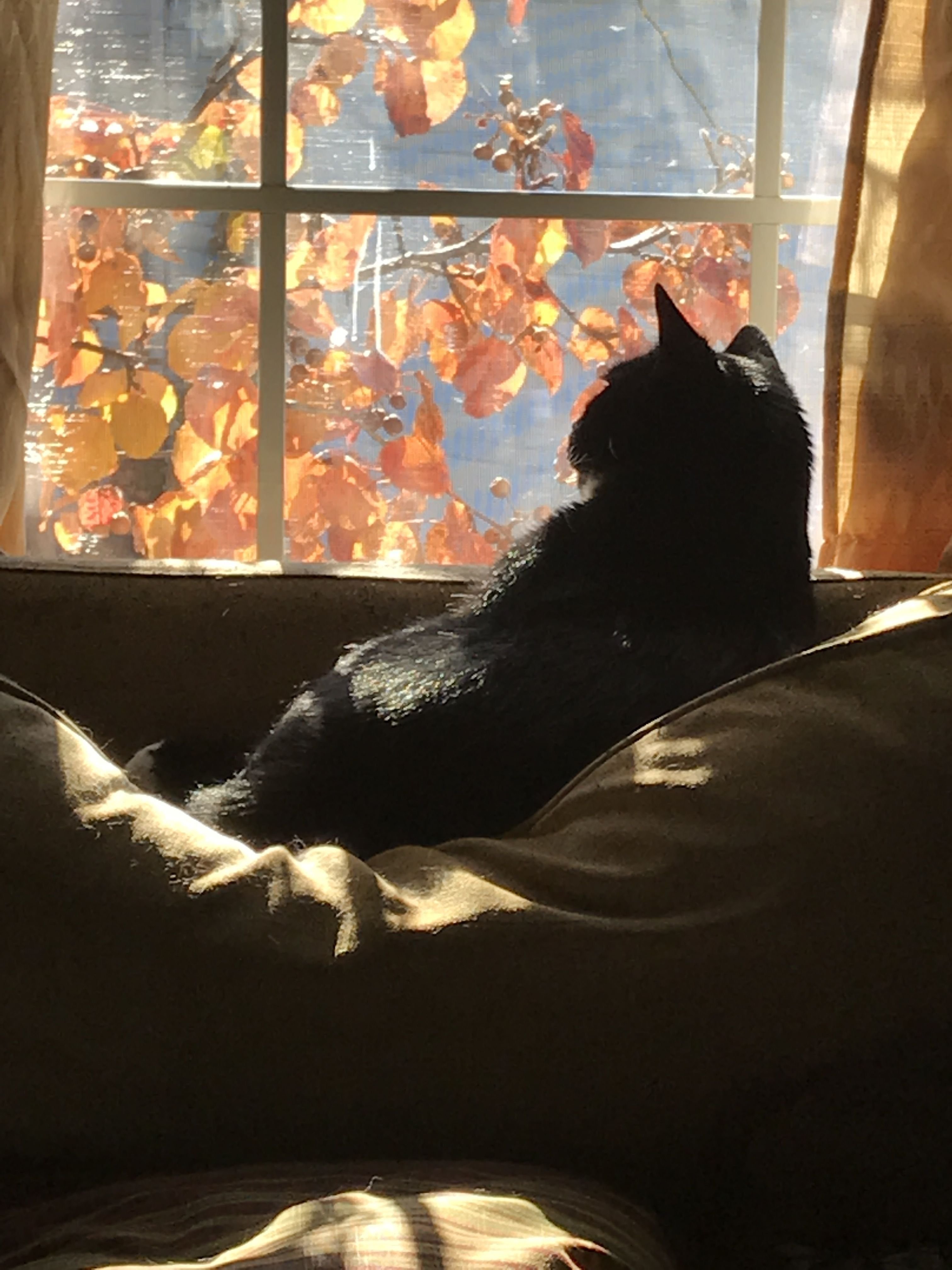 Вечера с кошкой картинки. Кошка на окне. Кошка на подоконнике. Кошка на окне осень. Уютного вечера.
