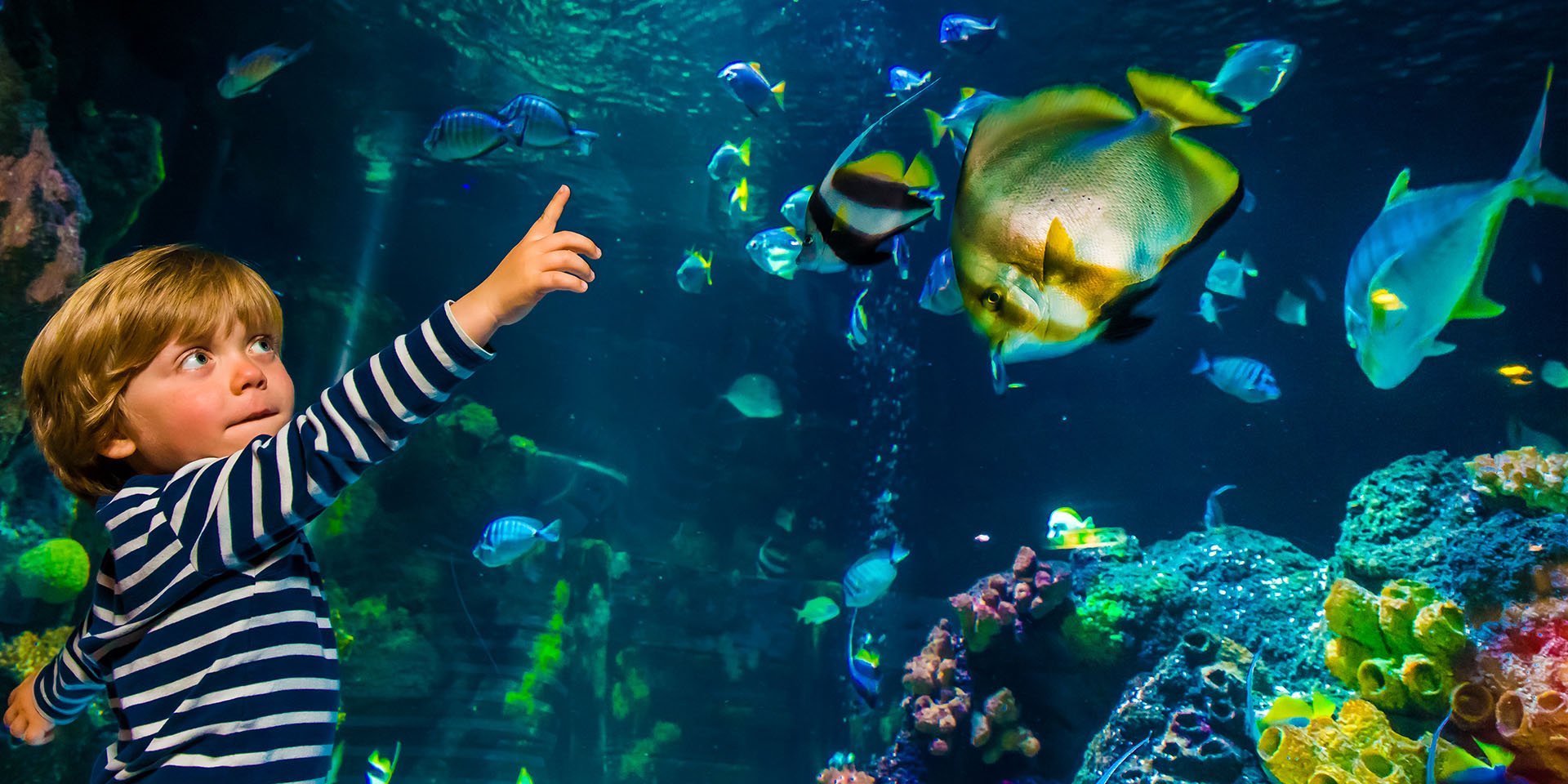 Наблюдать за рыбками. Хельсинки аквариум Sealife. Морская жизнь (океанариум, Сингапур). Дети в океанариуме. Экскурсия в океанариум.