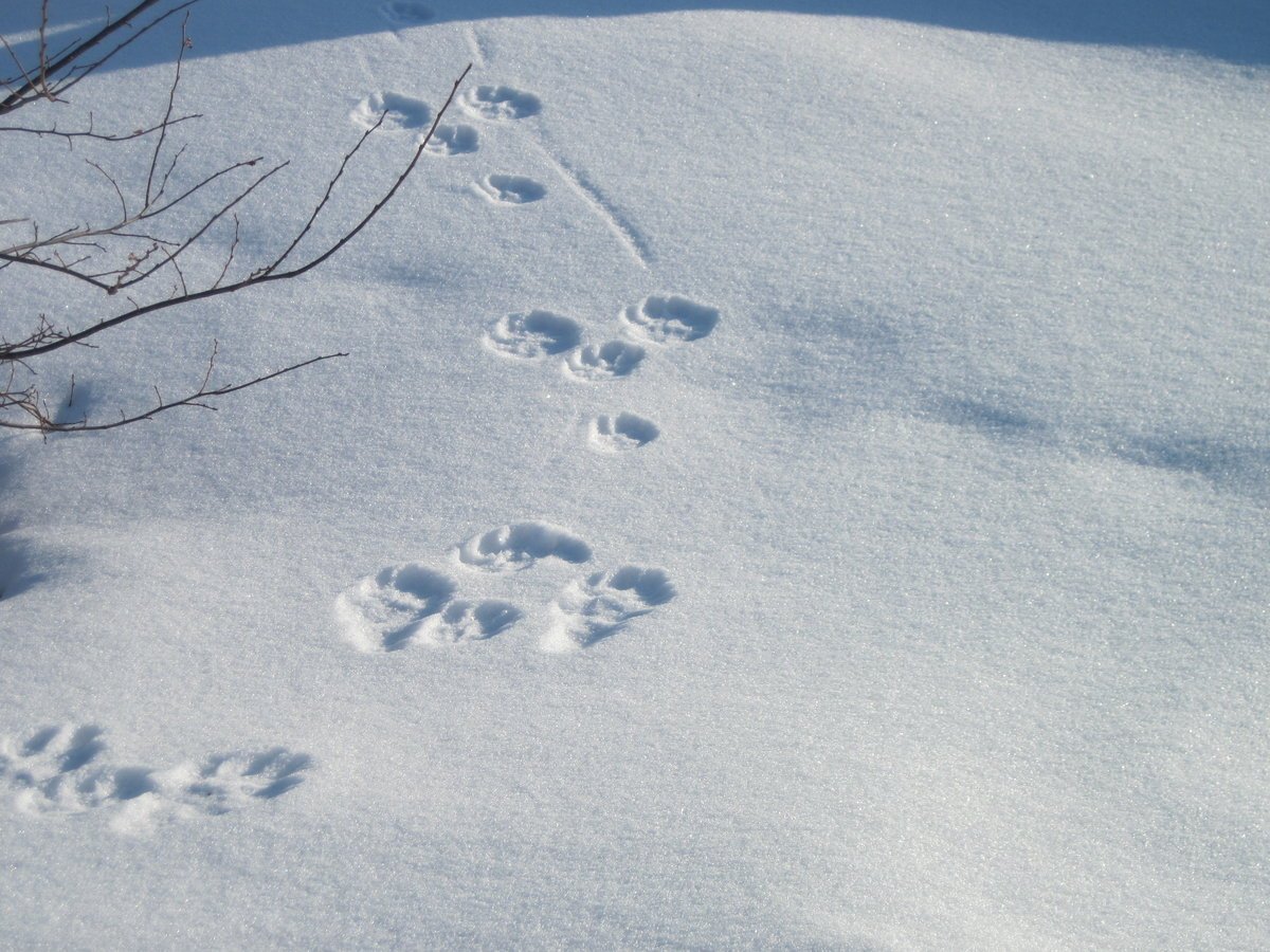 Вид заячьих следов. Следы зайца. Следы зайца беляка. Следы зайца в зимнем лесу. Следы зайца беляка на снегу.