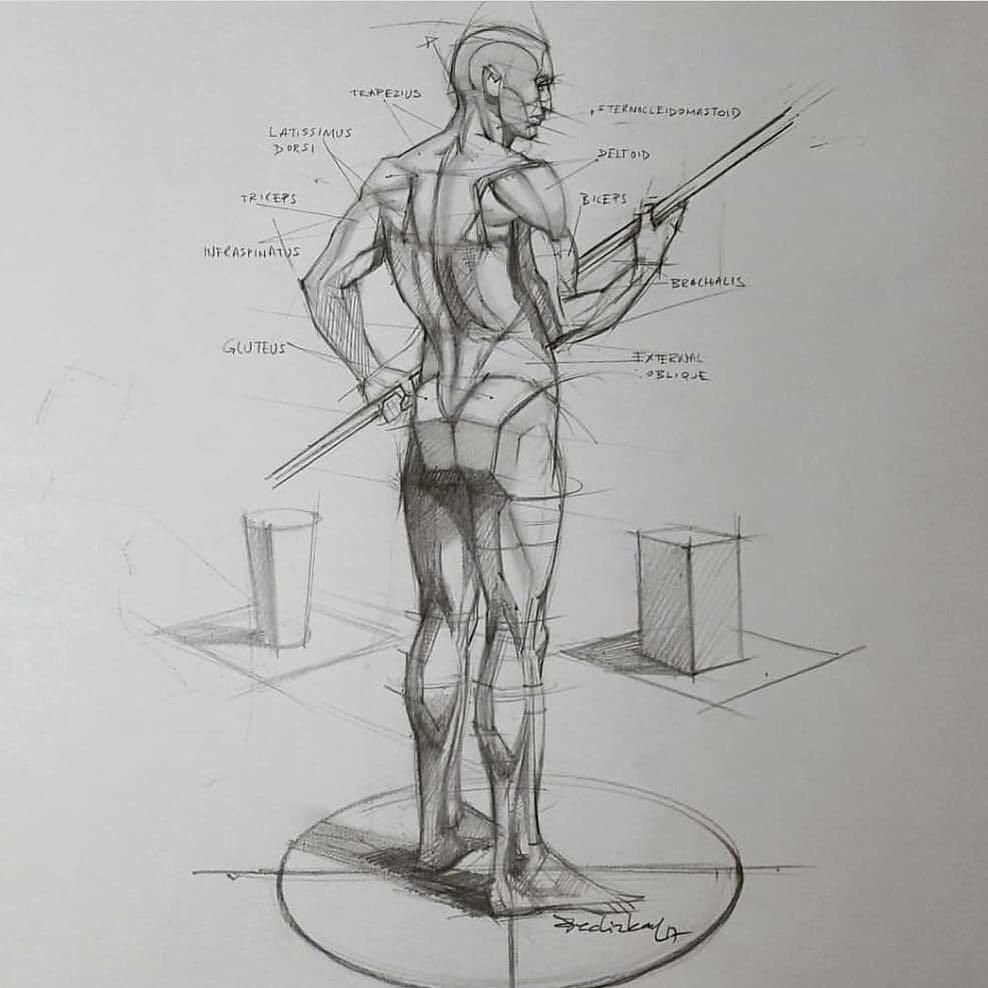 Анатомия фигуры человека для художников